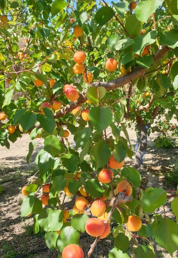 Nasko (@nasko66) — my photo № 1